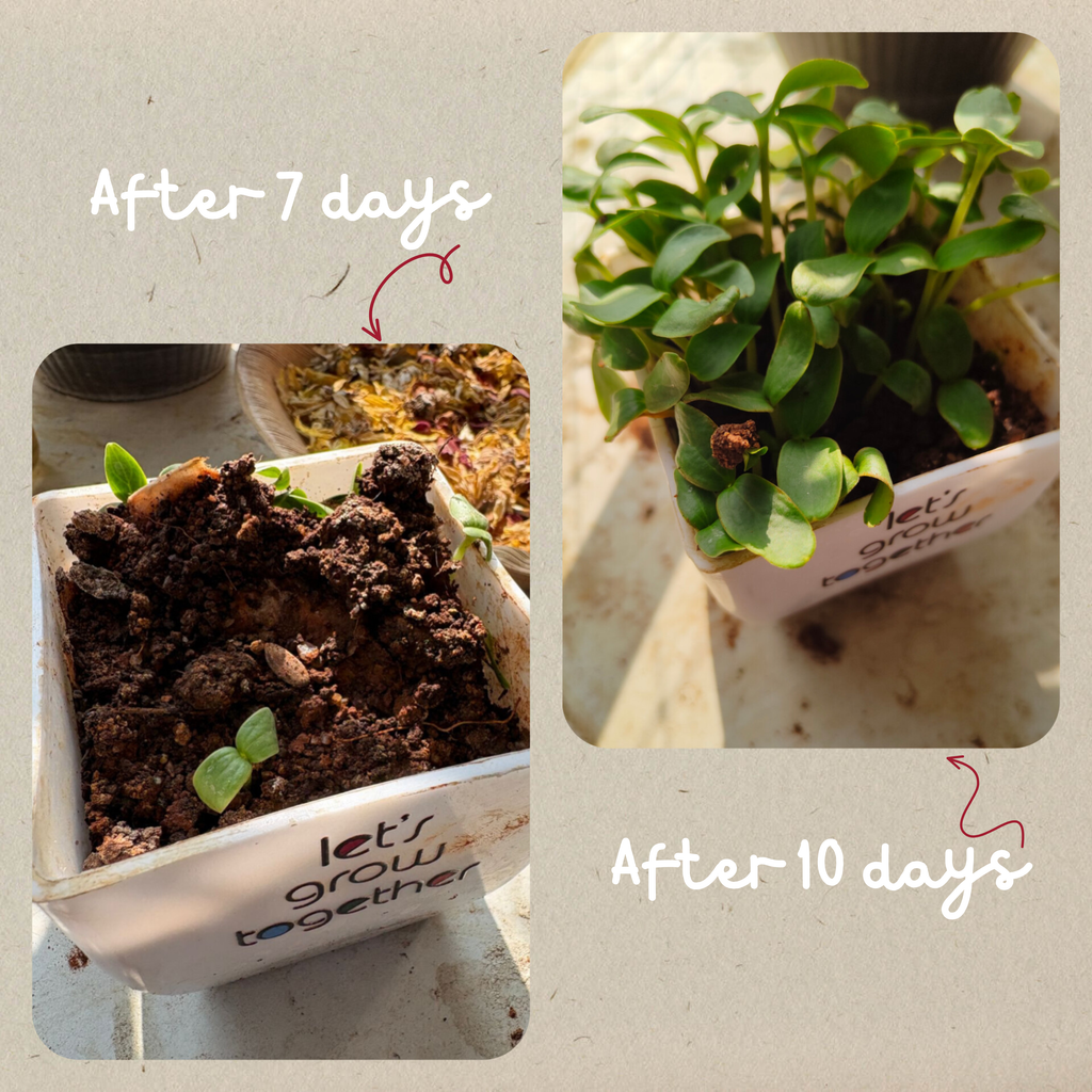 Plantable To-Do Cards (Set of 15) | Write. Do. Grow.